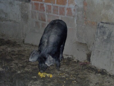 Uživanje u večeri Uživanje u večeri