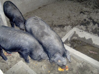 Slavonske fajferice u Podravini Slavonske fajferice u Podravini