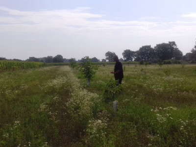 Barem dva puta godišnje trava se mora pokositi