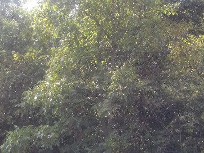 Smatra se da u je blizini divljeg oraha pogodno tlo za podizanje nasada