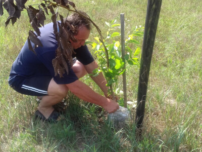 Srećom, oštećeni orah se obnavlja