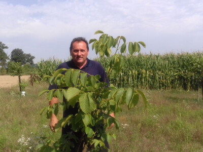 Dudaši se nadaju da mrazevi više neće uništavati biljke
