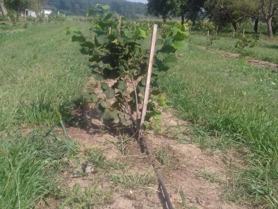 Navodnjavaju se pomoću solarnih panela i sustava kap po kap