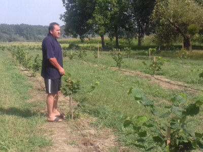 Nasad ljeski nije u sustavu ekološke proizvodnje