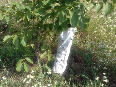 Plastične ovojnice za zaštitu od divljači