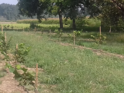 I mlade ljeske nisu žedne