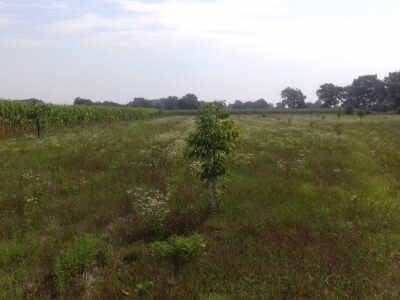 Jedna od nekoliko parcela s orasima