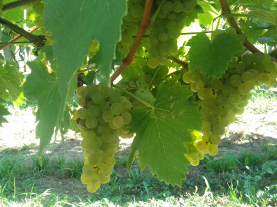 Autohtona sorta Kleščec