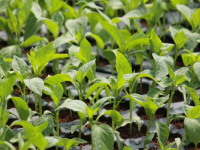 Plastenici Dimitrija Đurđevića iz Malih Radinaca