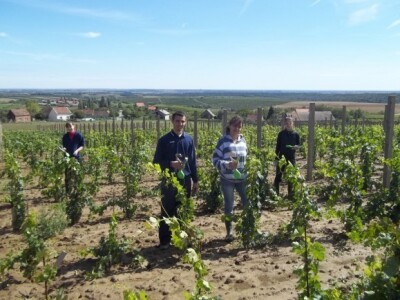 Studenti rade u vinogradu
