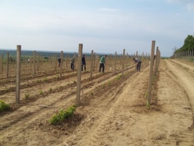 Pokušalište u Mandićevcu