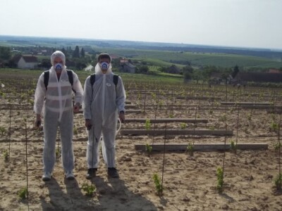 Studenti rade u vinogradu