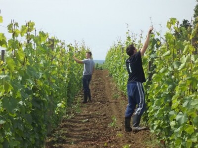 Studenti rade u vinogradu