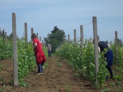 Studenti rade u vinogradu