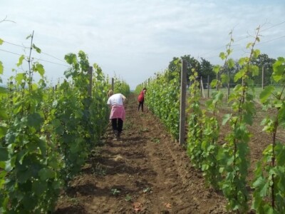 Studenti rade u vinogradu