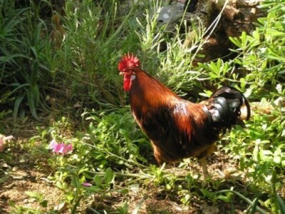 OPG Ilar Paskojević