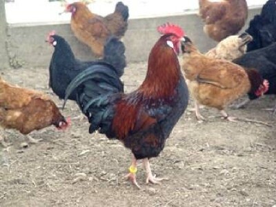 Pijetao i koke hrvatice iz uzgoja Željka Tomasa