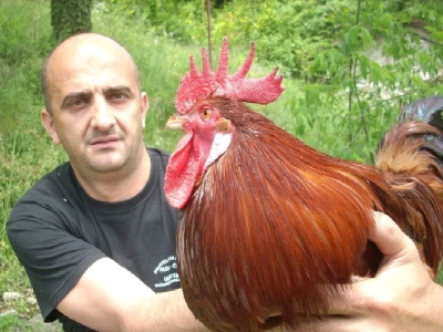 Željko Tomas i njegov pijetao iz domaćeg uzgoja