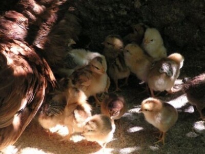 OPG Ilar Paskojević