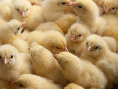 Farma pilića Škrlec