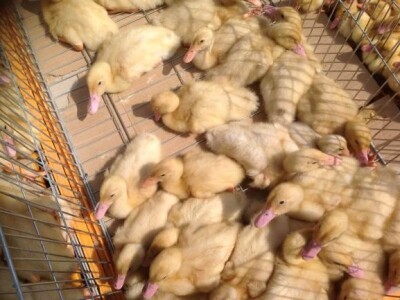 Pilići na Bjelovarskom sajmu