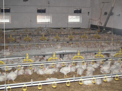 Zbog ptičjeg gripa pilici ne napuštaju objekat