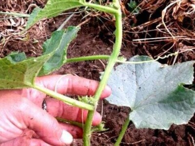 Pinciranje krastavaca Pinciranje krastavaca