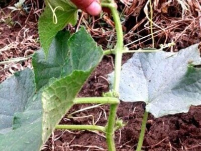 Pinciranje krastavaca Pinciranje krastavaca