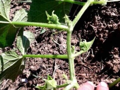 Pinciranje krastavaca Pinciranje krastavaca