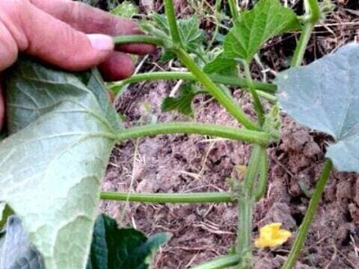 Pinciranje krastavaca Pinciranje krastavaca