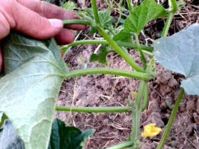 Pinciranje krastavaca