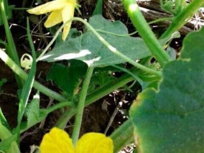 Pinciranje krastavaca