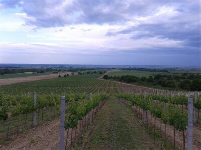 Vinarija Pinkert Vinarija Pinkert