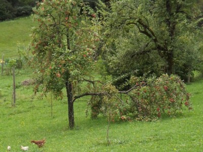 Pucaju grane pod obilnim urodom