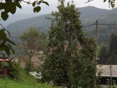 Stara sorta kruške