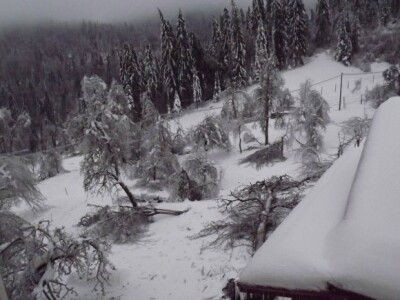 Lani su snijeg i led pričinili veliku štetu u voćnjaku
