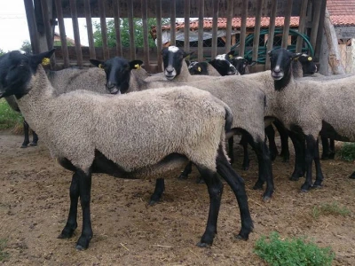 Najplodnija pasmina ovaca