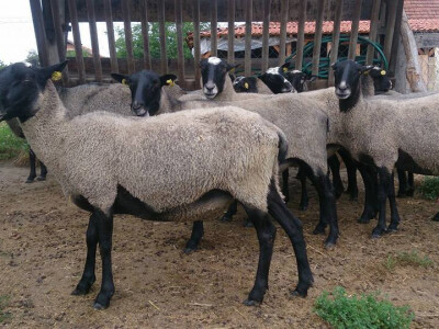 Najplodnija pasmina ovaca