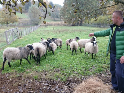 Goran zadovoljan romanovskim ovcama