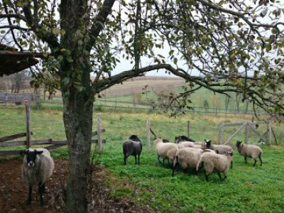 Na ograđenom pašnjaku
