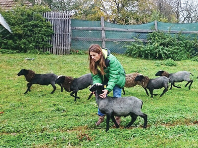 Pintarići imaju stado od 110 ovaca i janjadi