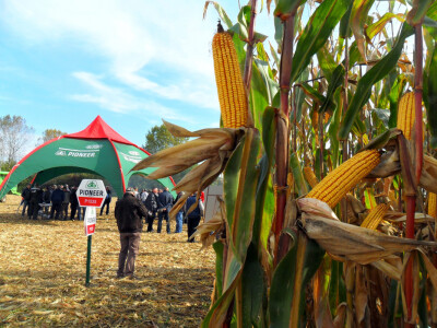 Dan polja Pioneer Dan polja Pioneer