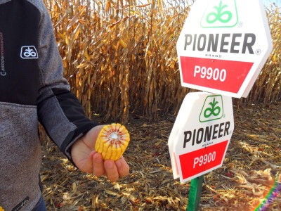 Pioneer sorte kukuruza Pioneer sorte kukuruza