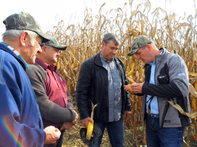 Pioneer sorte kukuruza Pioneer sorte kukuruza