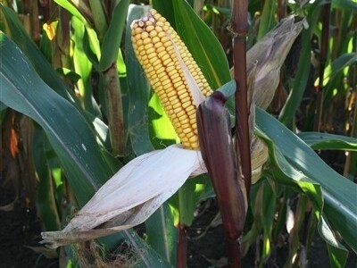 Pioneer Centralni dan polja kukuruza 2014.!