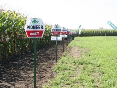 Predstavljeno je ukupno 23 hibrida kukuruza!