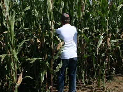 Ozbiljno pregledavanje hibrida!