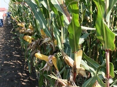 Pioneer Centralni dan polja kukuruza 2014.!