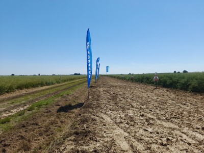 Pioneer dan polja uljane repice