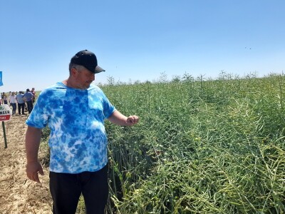 Pioneer dan polja uljane repice